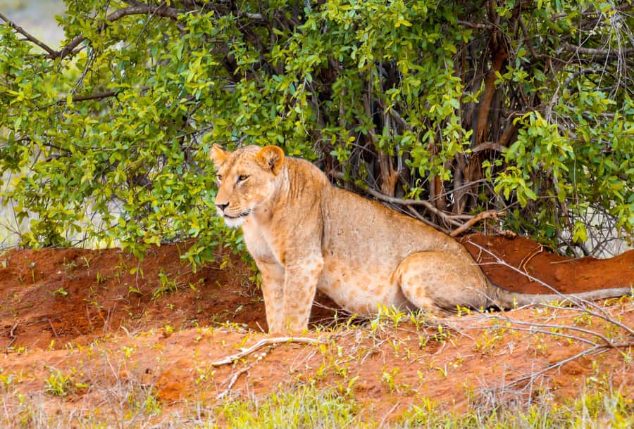 From Mombasa/Mtwapa/Diani/Tiwi: Tsavo East Full-Day Safari - Game drive #1: the first 3 hours inside Tsavo East