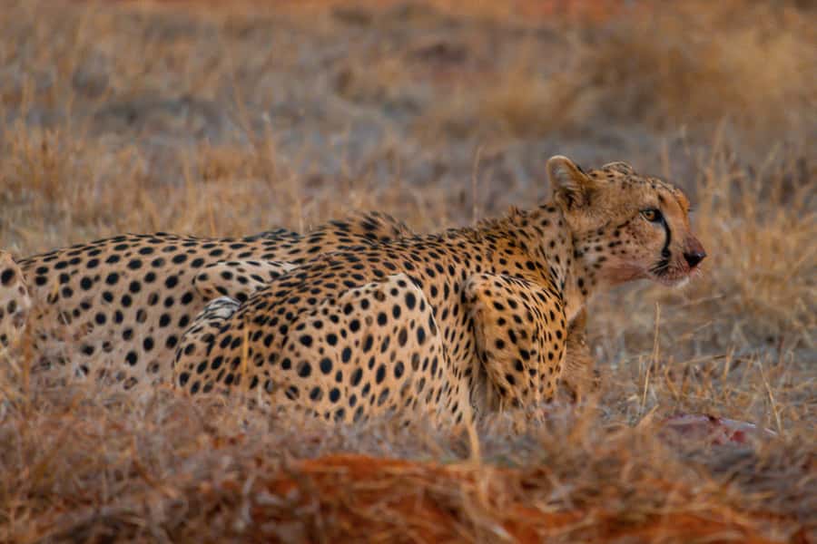 From Mombasa/Mtwapa/Diani/Tiwi: Tsavo East Full-Day Safari - Game drive #2: the extra 2 hours that often make the day