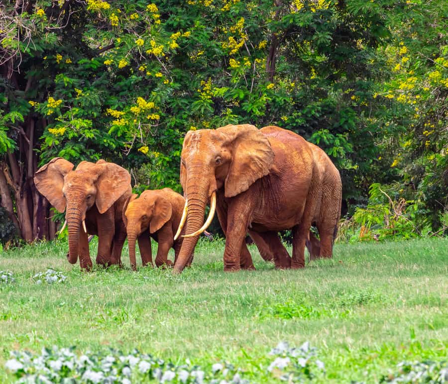 From Mombasa/Mtwapa/Diani/Tiwi: Tsavo East Full-Day Safari - Lunch inside the park area: break, view, and reset
