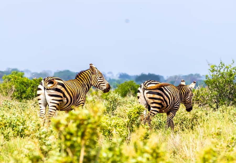 From Mombasa/Mtwapa/Diani/Tiwi: Tsavo East Full-Day Safari - Getting from the Coast to Tsavo East (and why it matters)