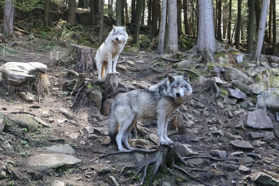 From Montreal: Omega Park Wildlife Safari Calling Sounds - Key Highlights You’ll Actually Use