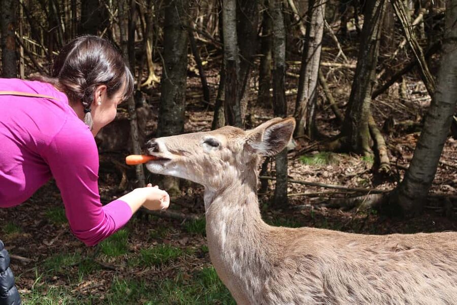 From Montreal: Omega Park Wildlife Safari Calling Sounds - Who This Tour Fits Best (And Who Might Want a Different Plan)