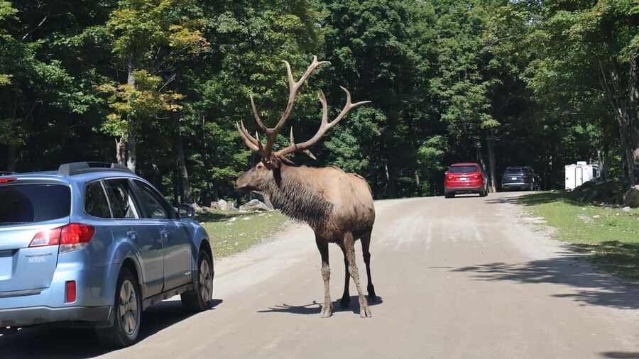 From Montreal: Omega Park Wildlife Safari Calling Sounds - Why This Safari-Sounds Experience Feels Different From a Typical Animal Trip