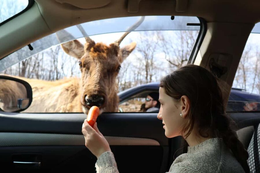 From Montreal: Omega Park Wildlife Safari Calling Sounds - The Arrival Moment at Parc Omega: What Your First Viewing Block Sets Up