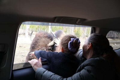 From Montreal: Omega Park Wildlife Safari Calling Sounds - Getting From Montreal to Parc Omega Without Burning Your Whole Day