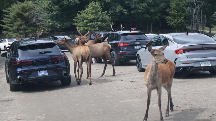 From Montreal: Omega Park Wildlife Safari Calling Sounds - Animal-Attracting Calling Sounds: How to Watch Without Getting Weird