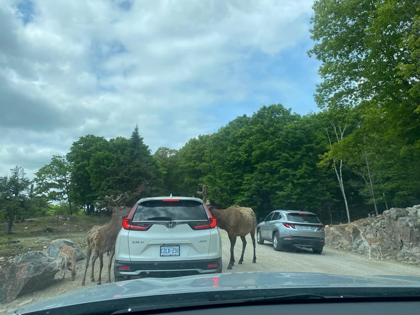 From Montreal: Omega Park Wildlife Safari Calling Sounds - Ethical Feeding and Wildlife Safety: The Part That Makes the Fun Feel Right