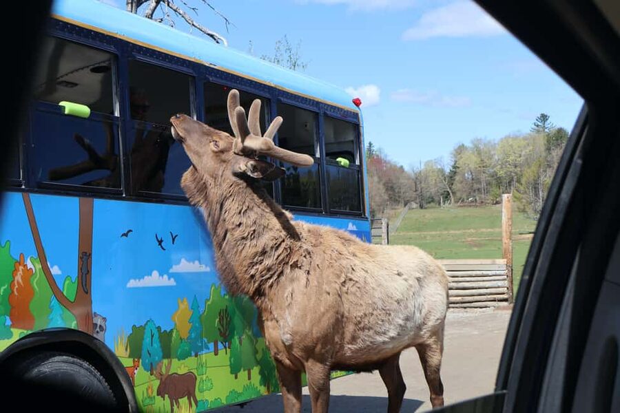 From Montreal: Omega Park Wildlife Safari Calling Sounds - The 45-Minute Photo Stop and Free Time: Don’t Waste It