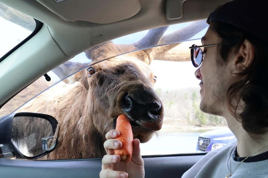 From Montreal: Omega Park Wildlife Safari Calling Sounds - The Final 1.5-Hour Wildlife Viewing: Where Your Best Moments Can Land