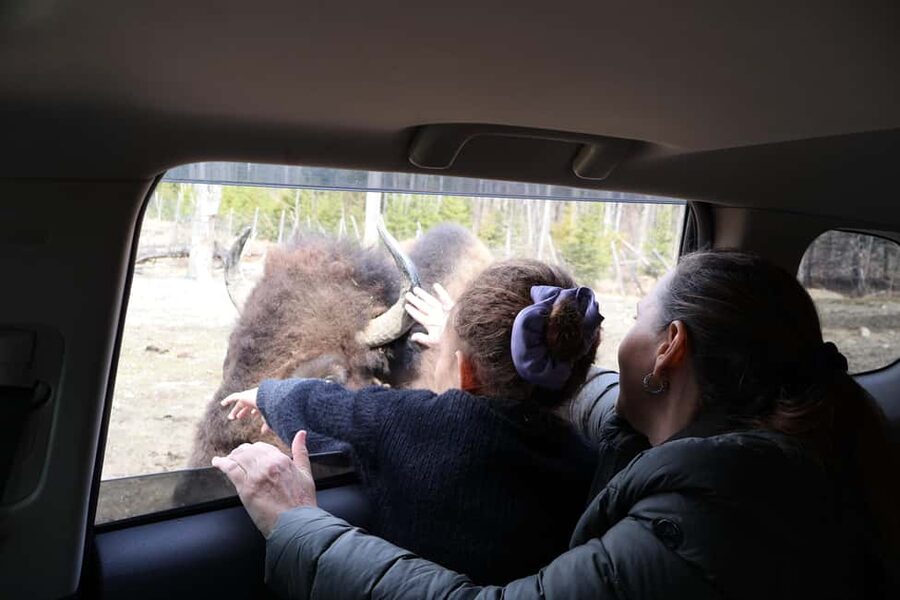 From Montreal: Omega Park Wildlife Safari Calling Sounds - Getting From Montreal to Parc Omega Without Burning Your Whole Day