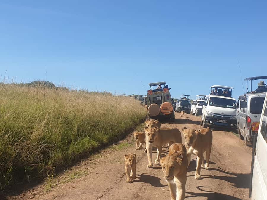 From Nairobi: 3 Days, 2 Nights Maasai Mara Group Safari - Day 1 sunset game drive (4:00–6:00 PM): why that timing works
