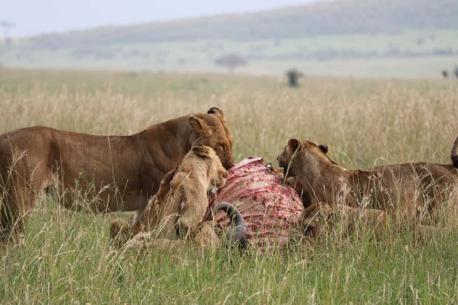 From Nairobi: 3 Days, 2 Nights Maasai Mara Group Safari - Mara River crossing: wildebeest movement, plus hippos and crocodiles