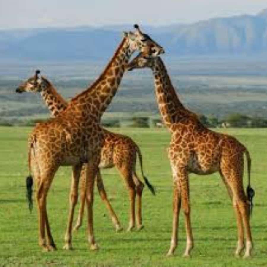 From Nairobi: 3 - Days Maasai Mara Group Safari by 4WD - The Rift Valley road trip: how the journey sets your safari mood