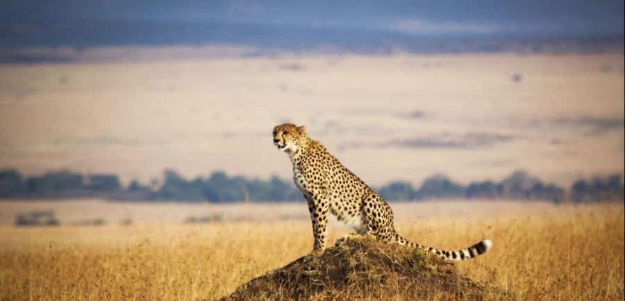 From Nairobi: 3 - Days Maasai Mara Group Safari by 4WD - Rhino Tourist Camp style nights: what “basic” really means here