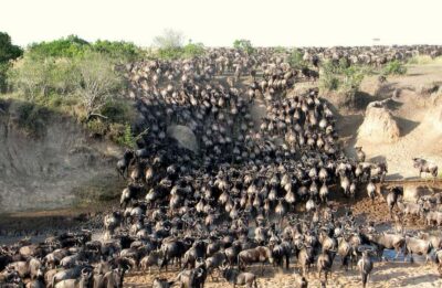 From Nairobi: 3 - Days Maasai Mara Group Safari by 4WD - Sunset vs full day drives: the two chances you’re paying for