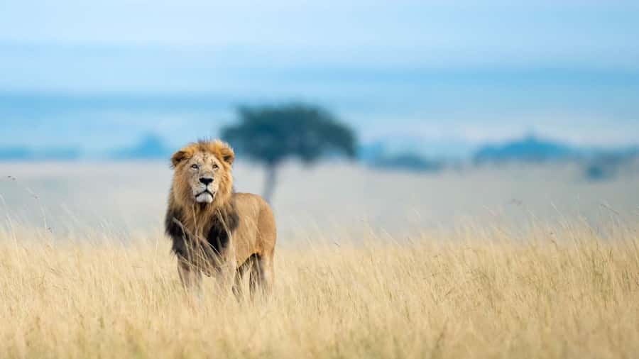 From Nairobi: 4-Day Maasai Mara and Lake Nakuru Group Safari - Key things I’d pay attention to
