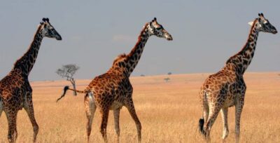 From Nairobi: 4-Day Maasai Mara and Lake Nakuru Group Safari - Maasai Mara Day 2: your best shot at big cats