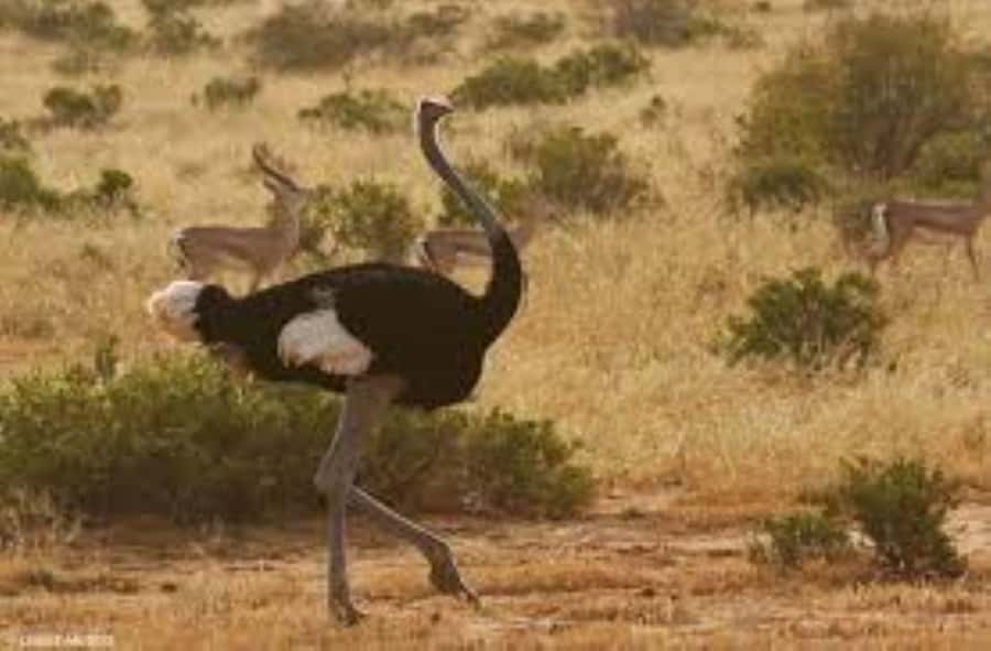 From Nairobi: 4-Day Maasai Mara and Lake Nakuru Group Safari - Optional add-ons: Masai Village and balloon safari