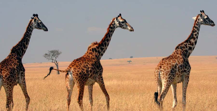 From Nairobi: 4-Day Maasai Mara and Lake Nakuru Group Safari - Maasai Mara Day 2: your best shot at big cats