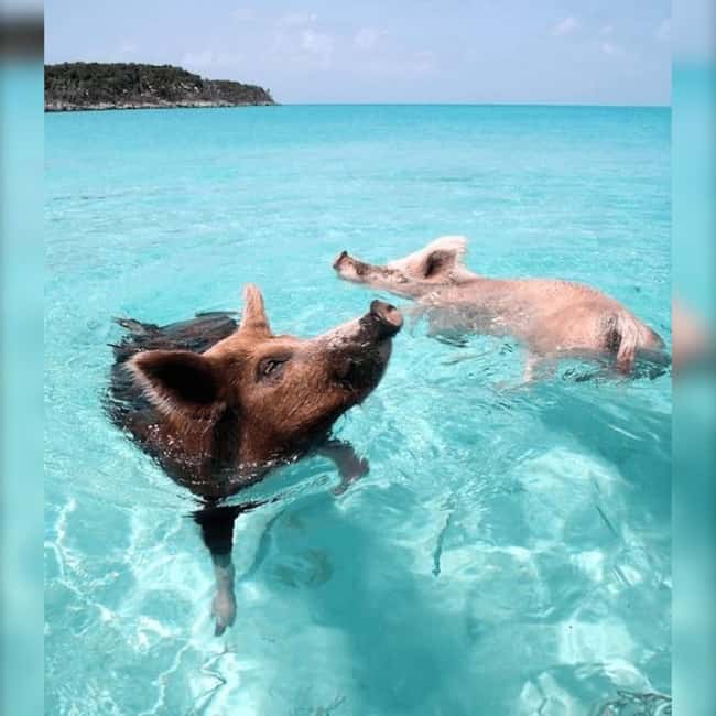 From Nassau: Swim with Pigs Safari - Pig Beach on Athol Island: feeding baby pigs and getting photos