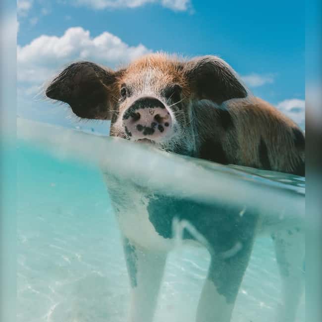 From Nassau: Swim with Pigs Safari - Atlantis Tunnel cruise for a photo stop and calm water vibes