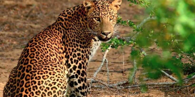 From Negombo: Wilpattu National Park Safari Guided Day Tour - Wilpattu From Negombo: Worth the Drive or Just a Lot of Time?