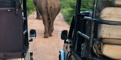 From Negombo: Wilpattu National Park Safari Guided Day Tour - The Safari Setup: Jeep Time, Guide Work, and Why Villus Matter