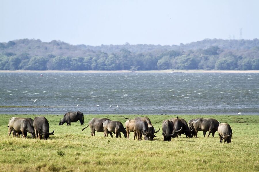 From Negombo: Wilpattu National Park Safari Guided Day Tour - The Break Stops: Food Stops, Stretch Breaks, and What’s Actually Included