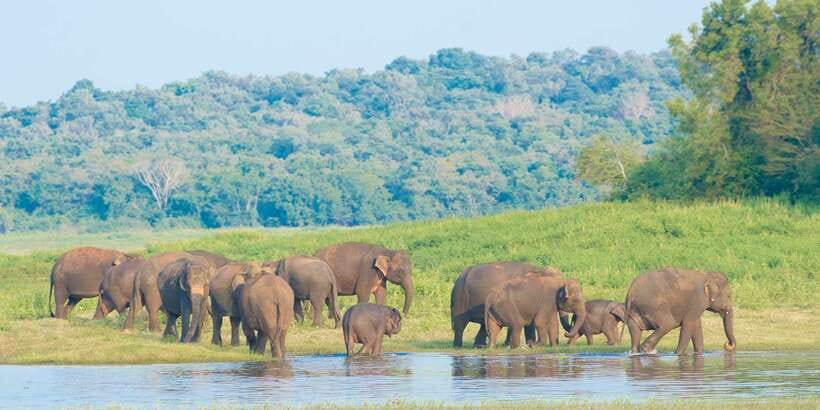 From Negombo: Wilpattu National Park Safari Guided Day Tour - Price and Logistics: What $105 Really Buys (and What You’ll Pay Separately)
