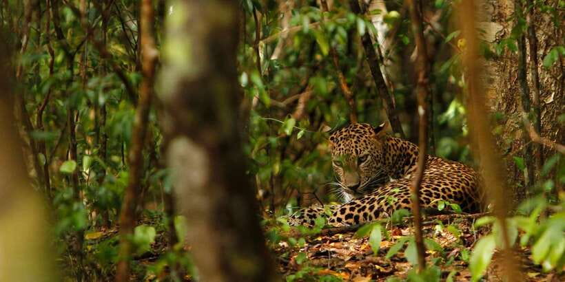 From Negombo: Wilpattu National Park Safari Guided Day Tour - Wildlife Reality Check: How to Think About Leopards and Elephant Odds