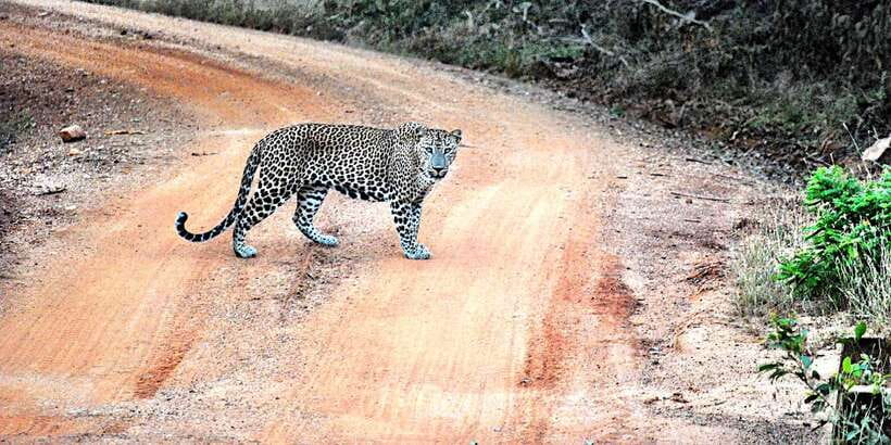 From Negombo: Wilpattu National Park Safari Guided Day Tour - What to Bring (So You Don’t Feel Miserable in the Jeep)
