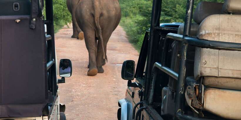 From Negombo: Wilpattu National Park Safari Guided Day Tour - The Safari Setup: Jeep Time, Guide Work, and Why Villus Matter