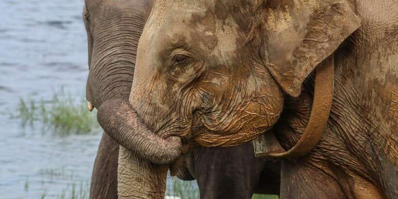 From Sigiriya Hurulu Eco Park ElephantSafari ticket included - Key highlights to know before you go