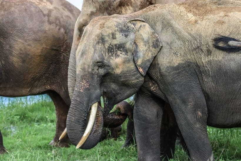 From Sigiriya Hurulu Eco Park ElephantSafari ticket included - Hurulu Eco Park: Why this Sigiriya-area elephant safari feels wild