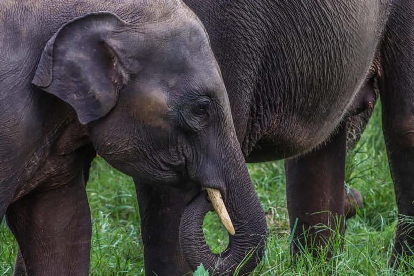 From Sigiriya Hurulu Eco Park ElephantSafari ticket included - Elephant encounters: how close you might get and what to look for