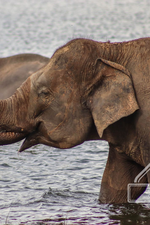 From Sigiriya Hurulu Eco Park ElephantSafari ticket included - What you might see besides elephants (and what to hope for)