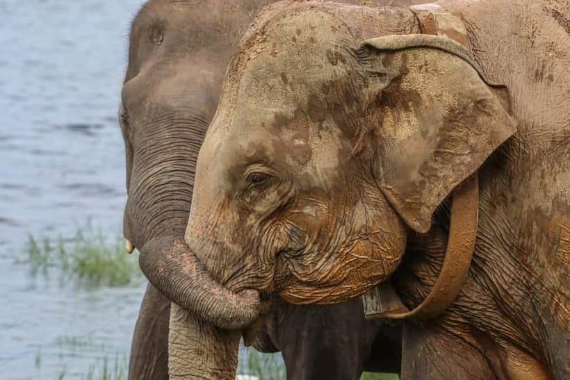From Sigiriya Hurulu Eco Park ElephantSafari ticket included - Thilini jeep safari time: what the ride part is really for