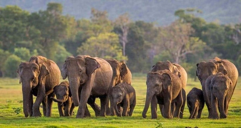 From Sigiriya: Minneriya National Park Elephant Safari - What you’ll see inside the park: herds, water, and the “where is everyone?” moments