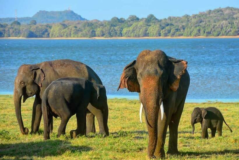 From Sigiriya: Minneriya National Park Elephant Safari - Photography and wildlife viewing: how to get the shots without stressing anyone