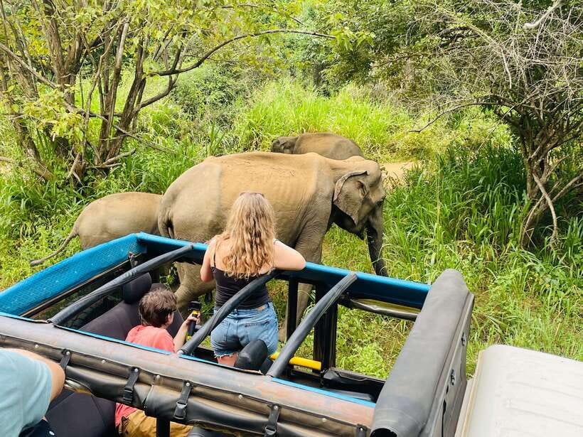 From Sigiriya: Minneriya National Park Private Jeep Safari - Minneriya elephant season: why timing and water level matter