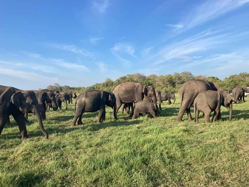 From Sigiriya: Minneriya National Park Private Jeep Safari - The core experience: a 4-hour jeep game drive focused on elephants