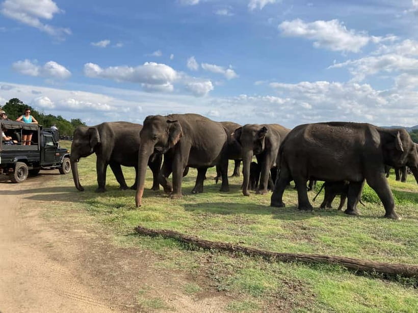 From Sigiriya: Minneriya National Park Private Jeep Safari - Kaudulla and Hurulu: when the route changes (and why that’s good)
