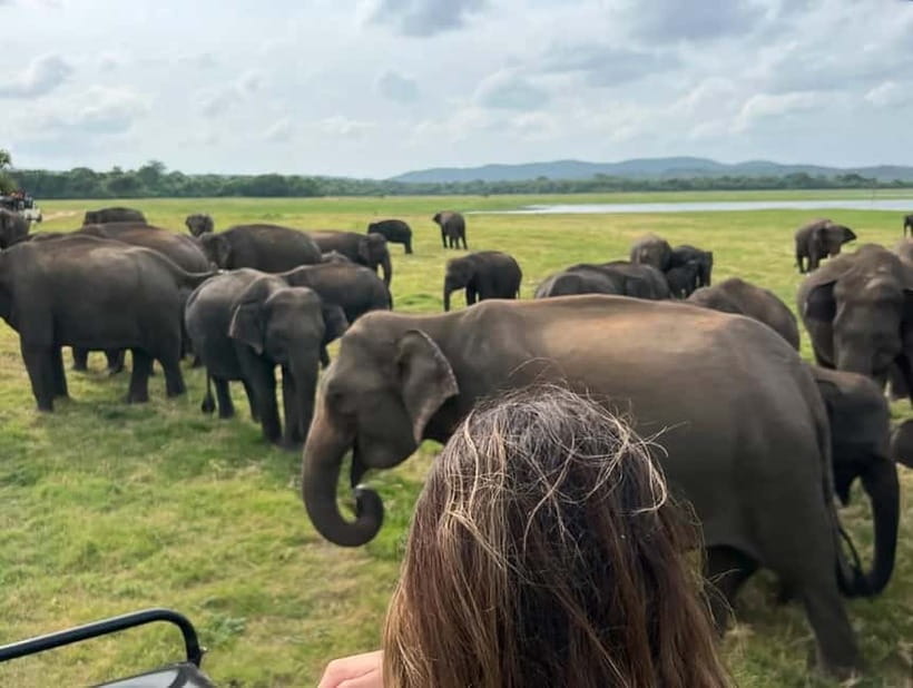 From Sigiriya: Minneriya National Park Private Jeep Safari - Should you book the Minneriya private jeep safari?