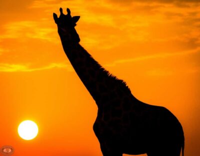 From St Lucia: iSimangaliso Sunset Safari - How the guide helps you spot wildlife (English and small-group scanning)