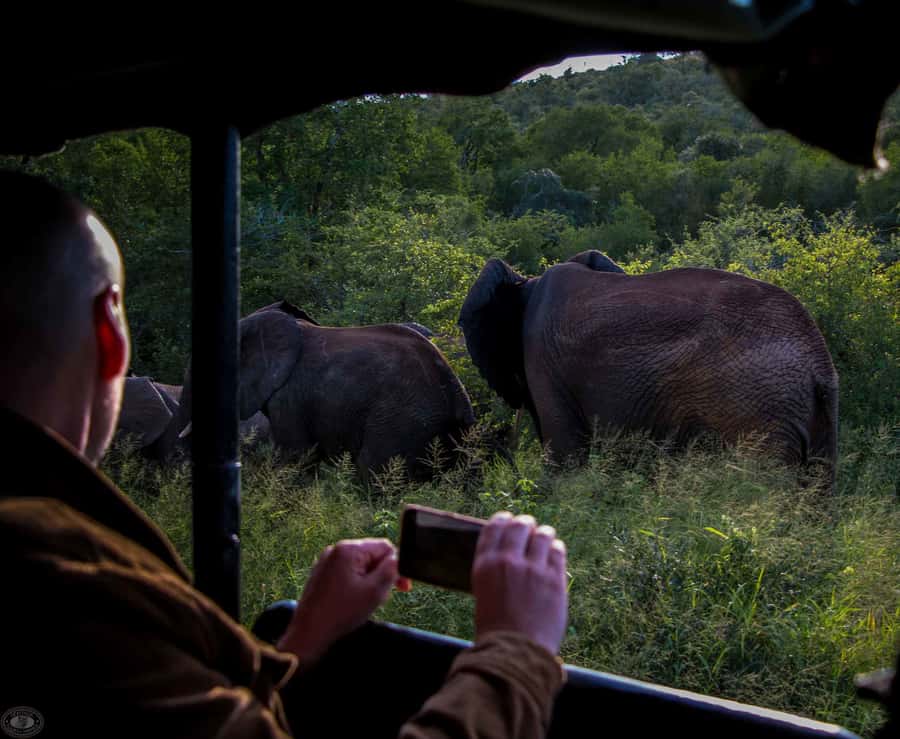 From St Lucia: iSimangaliso Wetland Park Night Drive Safari - Key takeaways before you go