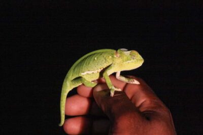 From St Lucia: iSimangaliso Wetland Park Night Drive Safari - From Abiel Publishing to the Park: Timing and How the Ride Starts