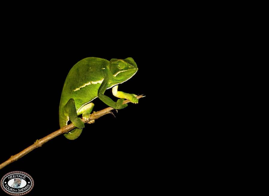 From St Lucia: iSimangaliso Wetland Park Night Drive Safari - Crocodiles, Hippos, and the Bird World in the Dark
