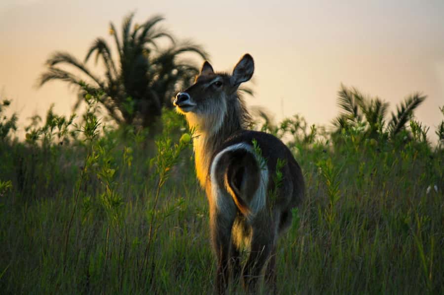 From St Lucia: iSimangaliso Wetland Park Night Drive Safari - Price and Logistics: What You’re Really Paying For