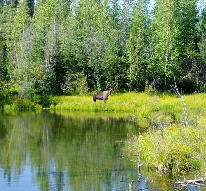 From Stockholm: Moose & Wildlife Safari with Campfire Dinner - Key things to know before you go