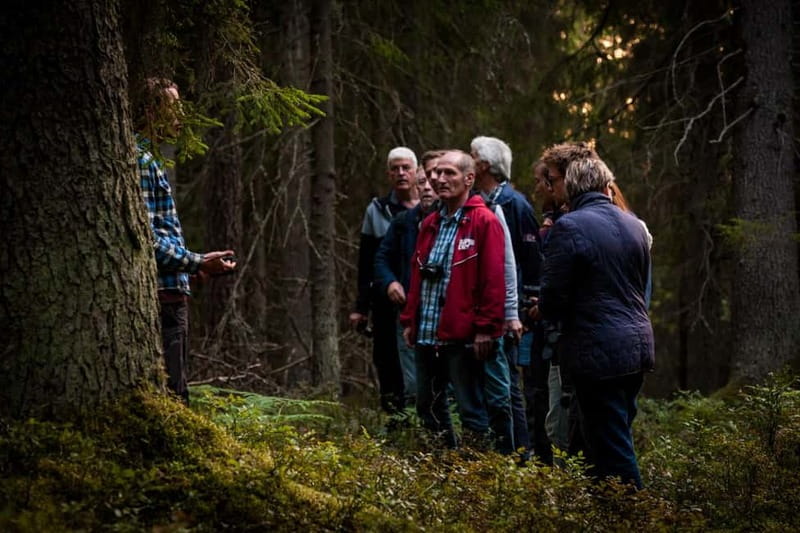 From Stockholm: Moose & Wildlife Safari with Campfire Dinner - After dinner: spotting hotspots by minibus (and using torches at night)